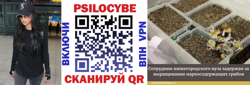 закладки  Гремячинск  Псилоцибиновые грибы мицелий 